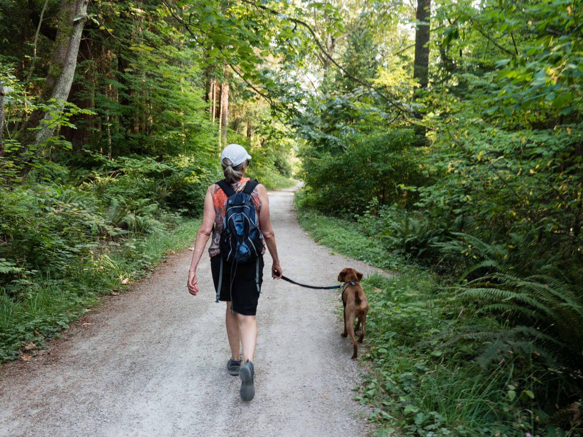 a person walking a dog along a trail in the forest