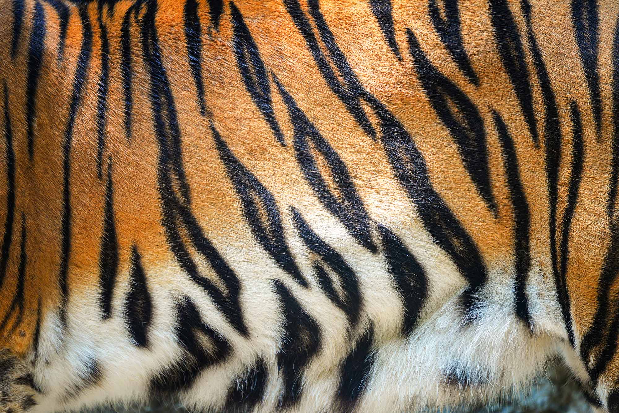 tiger stripes