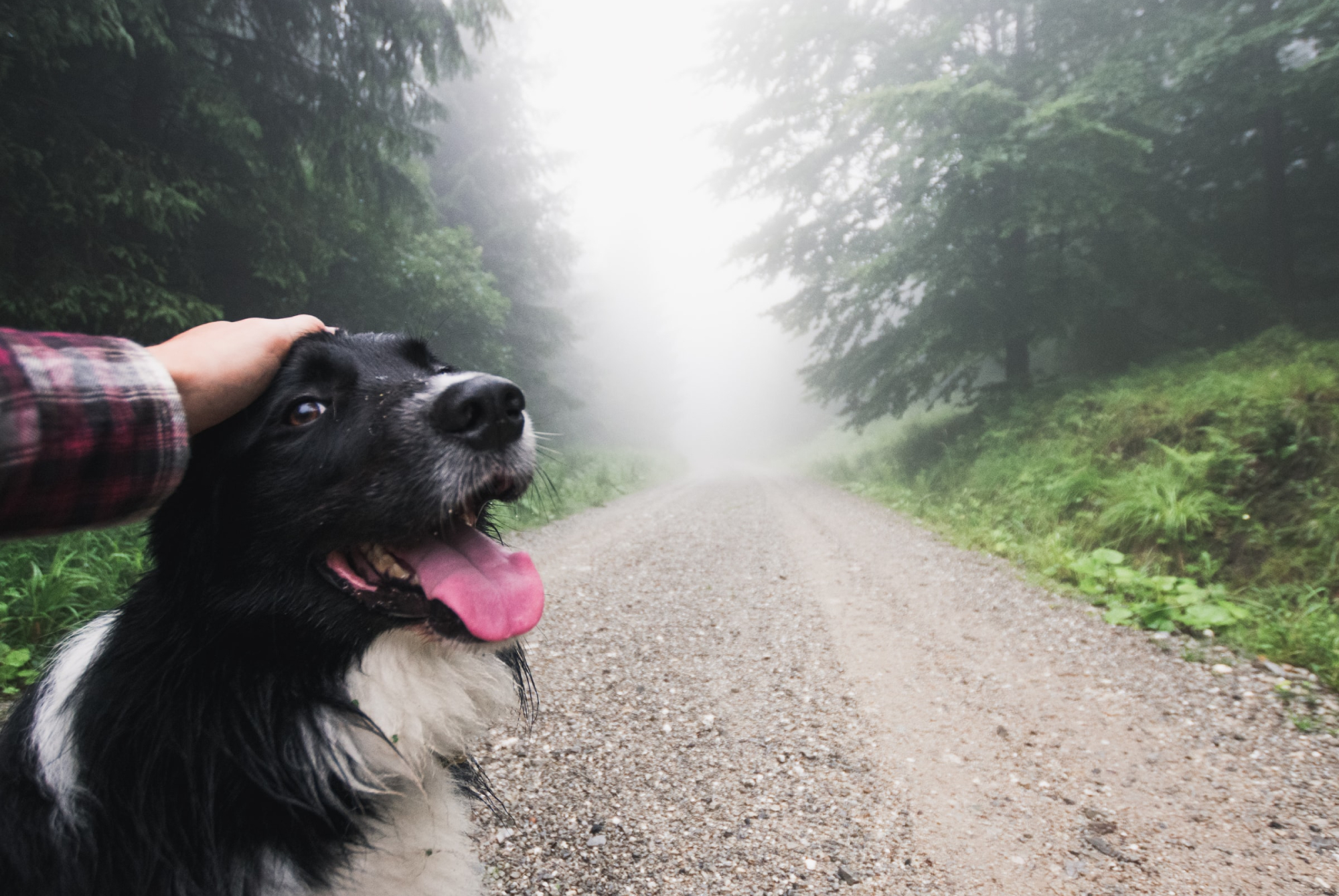 a person petting a dog as they walk on a misty trail through the forest