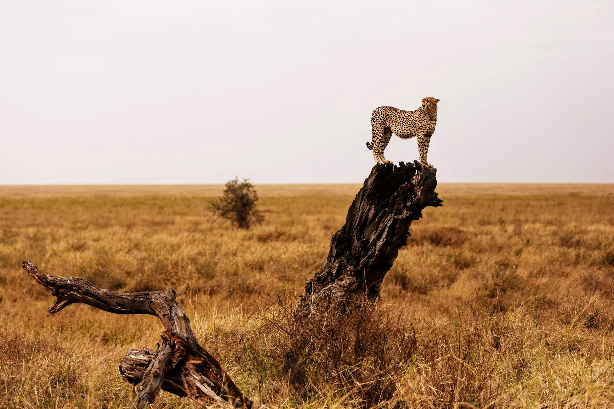 East African Cheetah