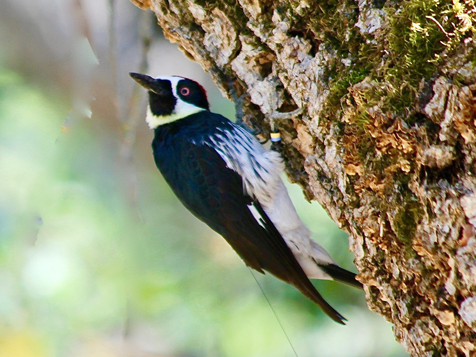 acorn woodpecker