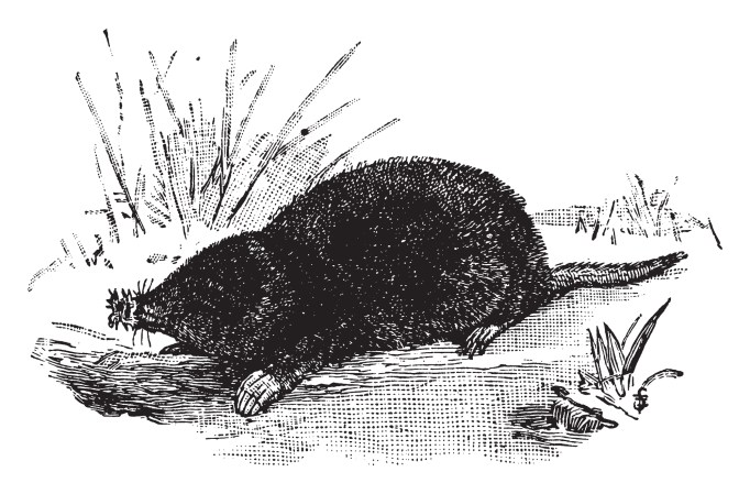 Star-nosed moles are nature’s speed-eating champions