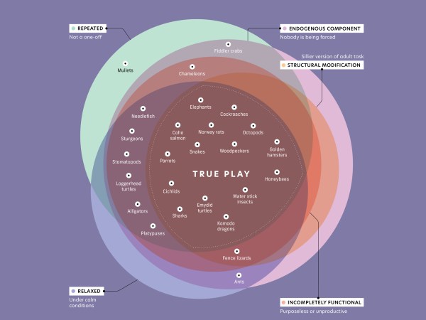 animal play graph