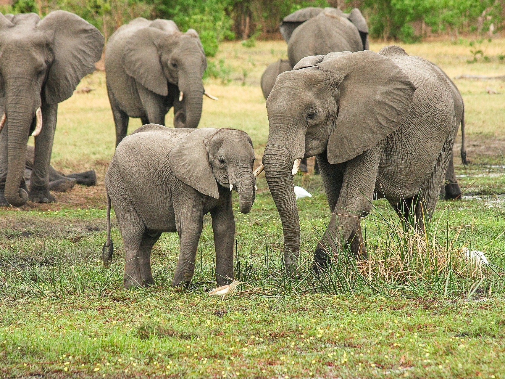 African elephants face many threats, including poachers and habitat loss.