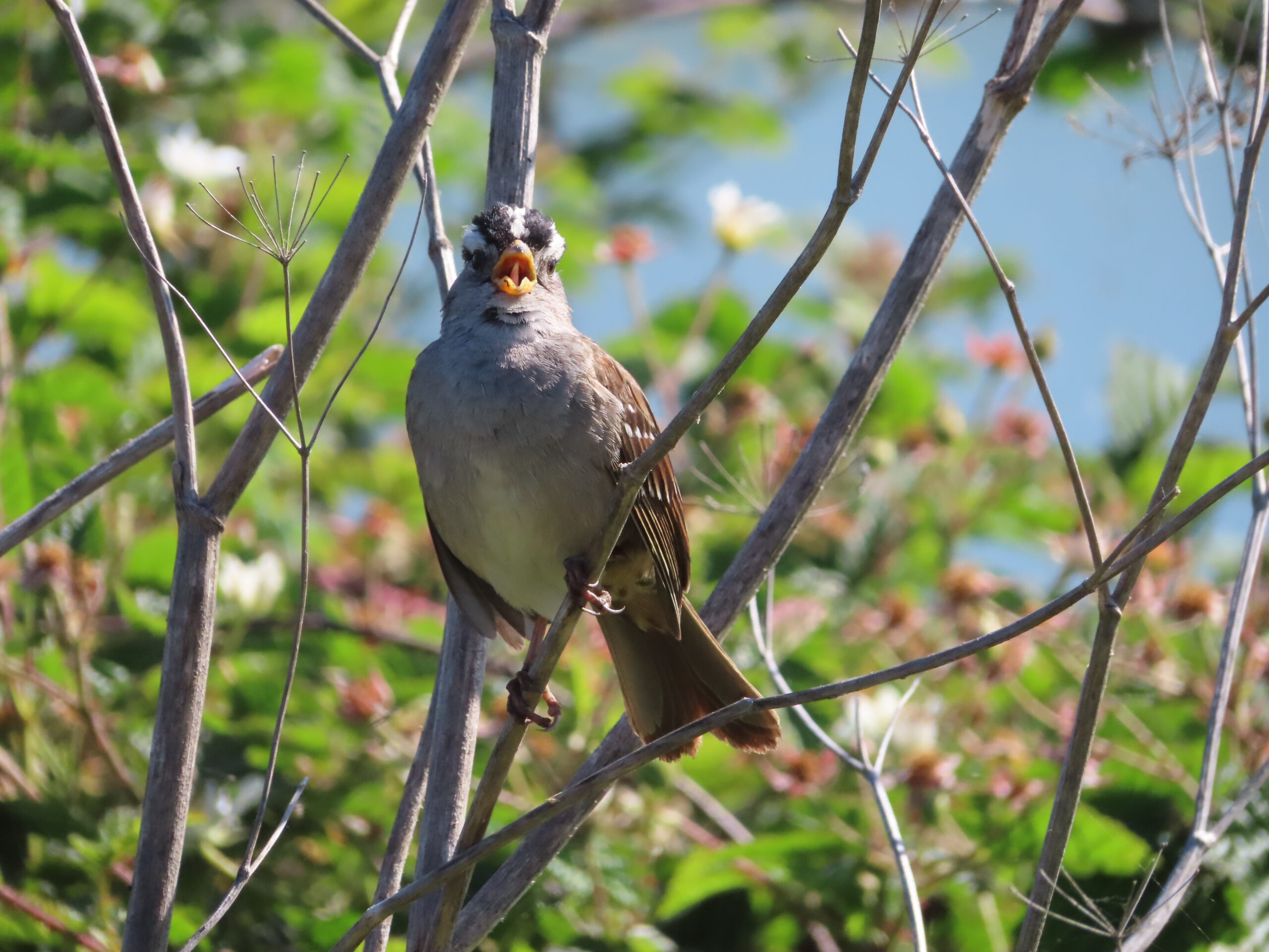 white-crowned sparrow singing in a tree