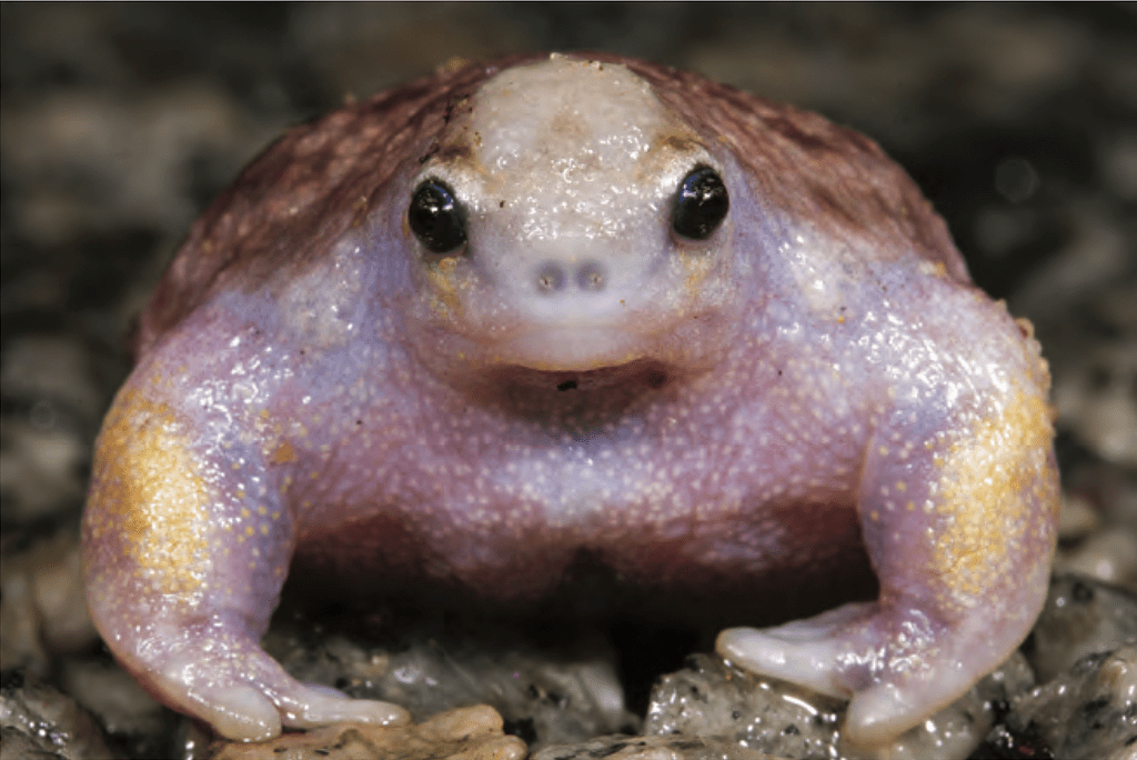 Myobatrachus gouldii live, in situ, Kalbarri National Park, WA.