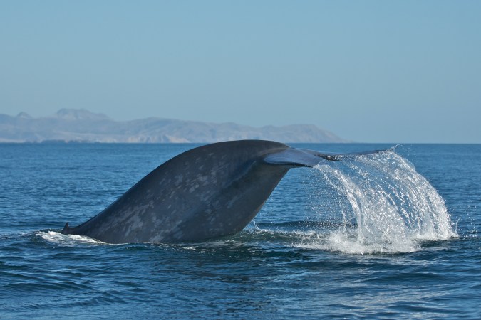 blue whale