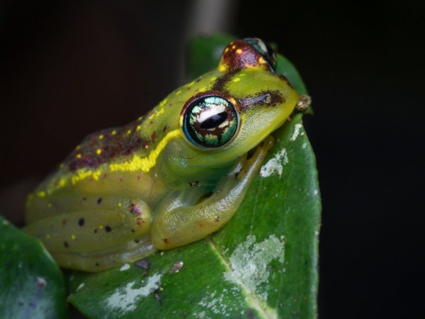 A green frog from Madascagar sits on a leaf.