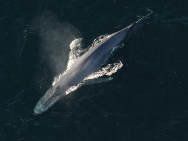 blue whale