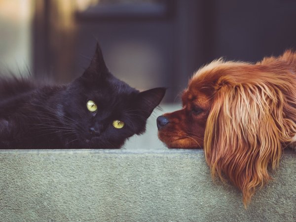 Black kitten and spaniel mix puppy to represent cat or dog person