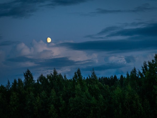 a forest at night