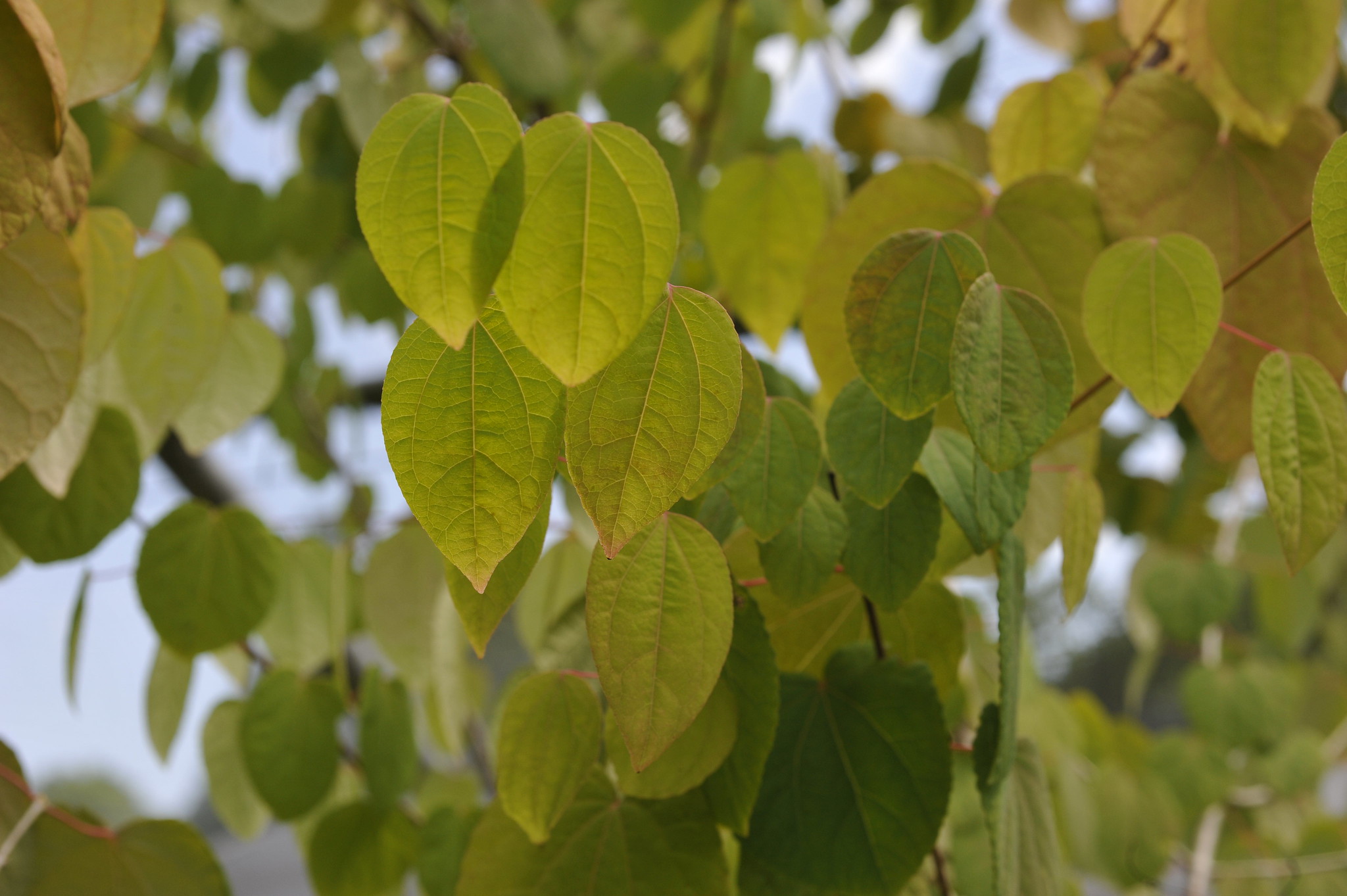 Katsura leaves