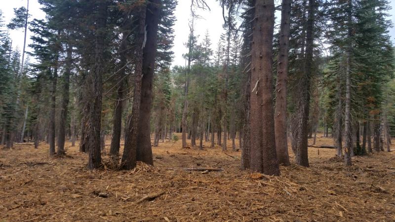 mixed-conifer forest