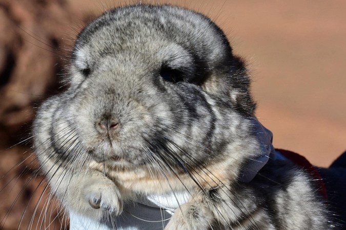 chinchilla