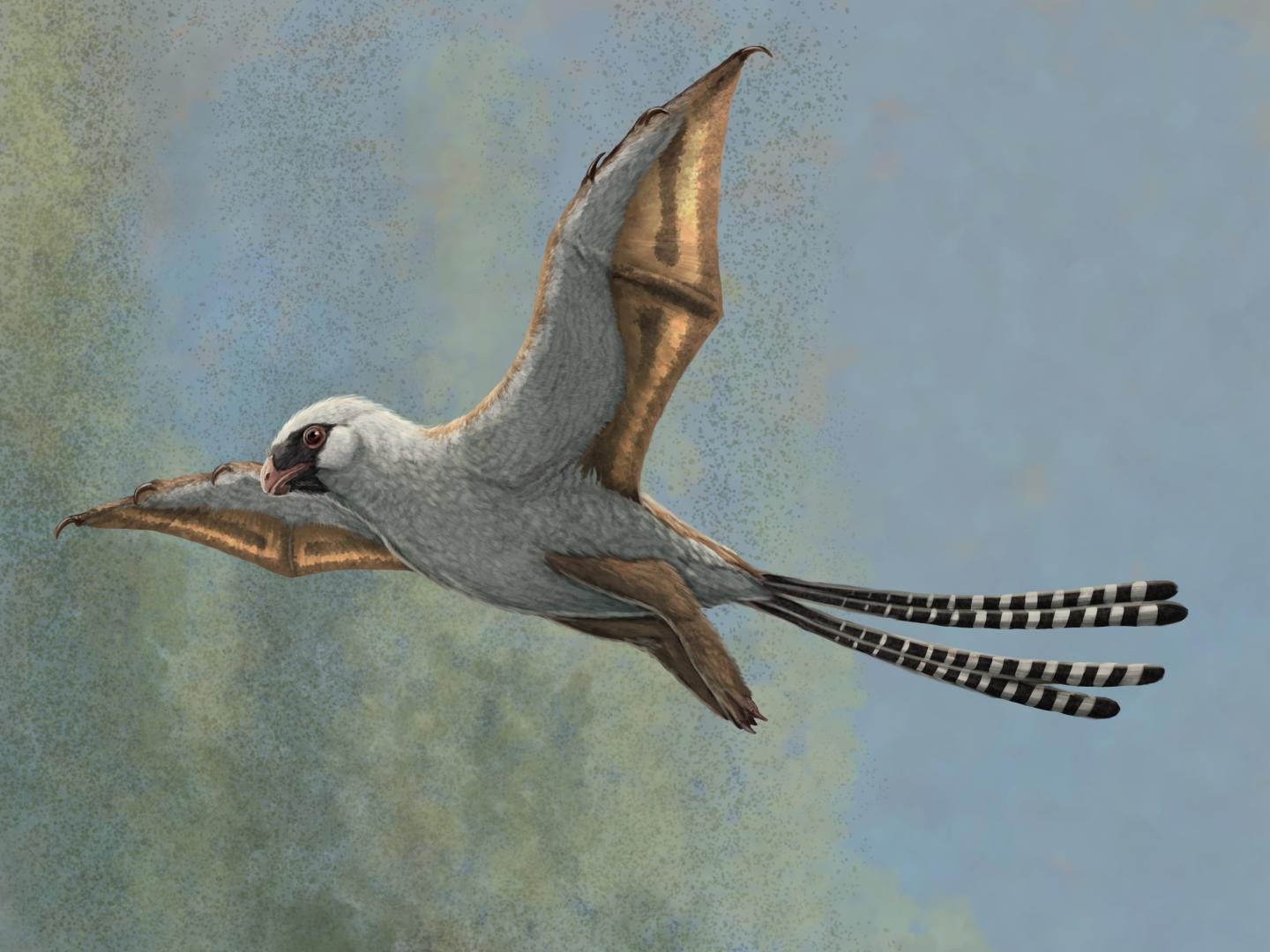 A reconstruction of Ambopteryx in a glide.