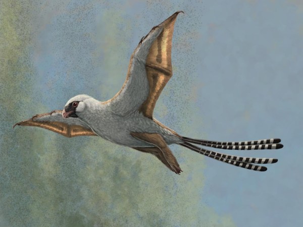 A reconstruction of Ambopteryx in a glide.
