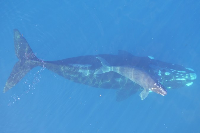 southern right whales