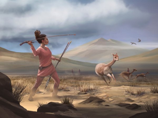 Artist reconstruction of Wilamaya Patjxa vicuña hunt.