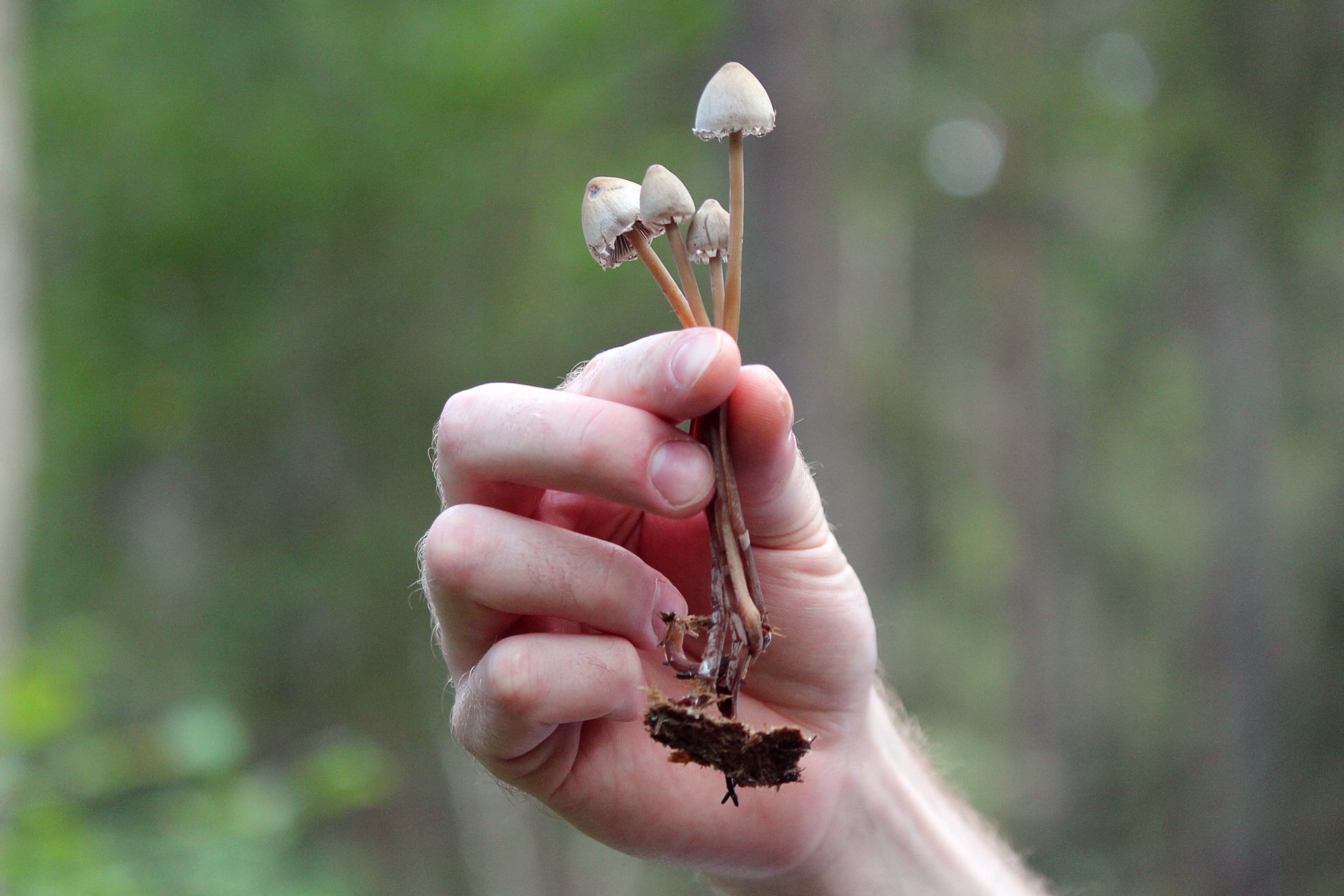 A hand holding several small brown mushrooms