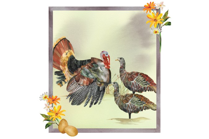 An illustration of a male wild turkey with two hens