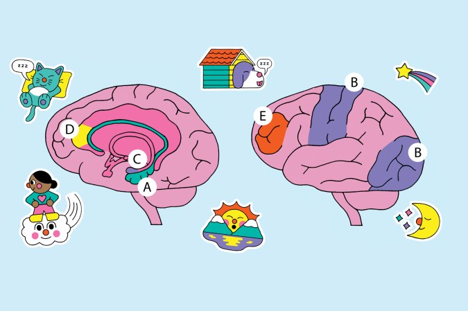 human brain illustration