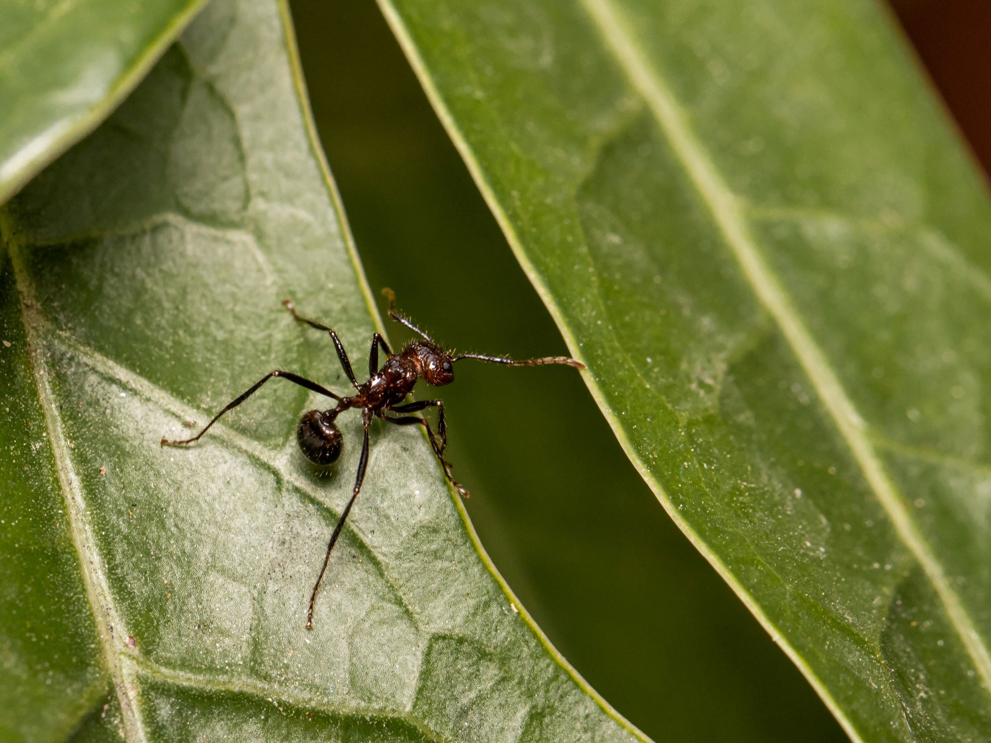 An ant on a leaf