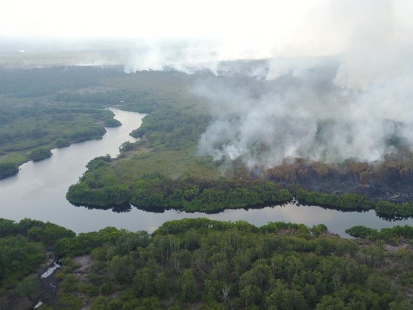 tropical peatlands Markurius Sera / Borneo Nature Foundation