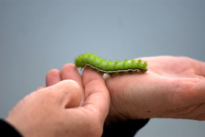 A green and red Io moth caterpillar crawling across a person's hands