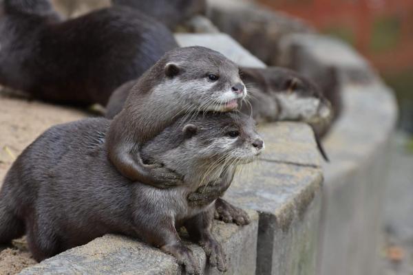 These otters learn how to snag snacks by watching their friends