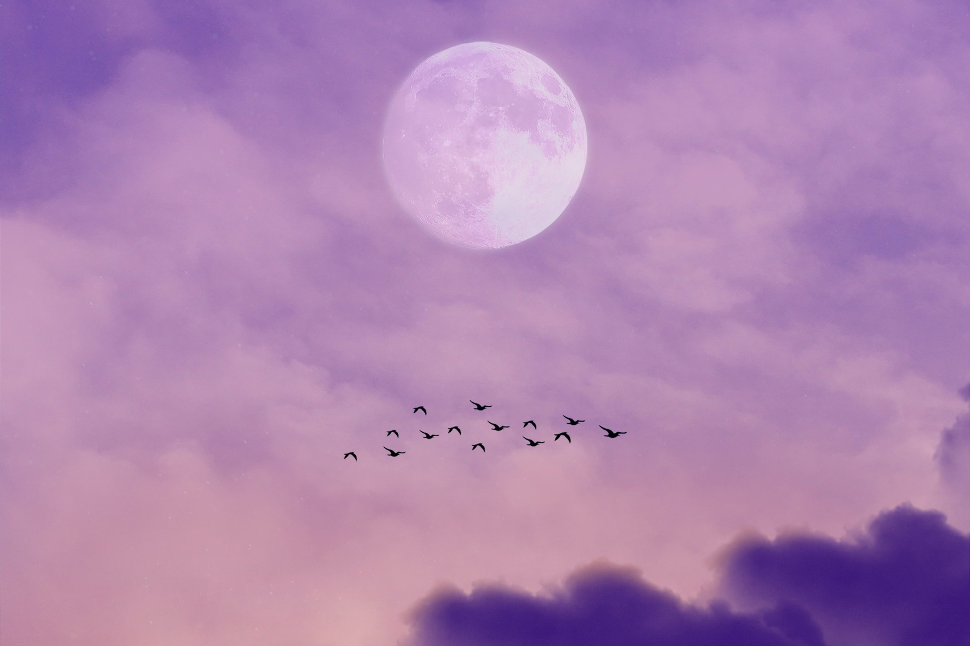 birds flying under the moon
