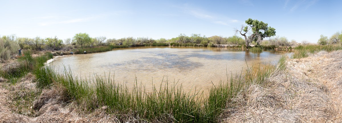 Quitobaquito Springs in Organ Pipe National Monument