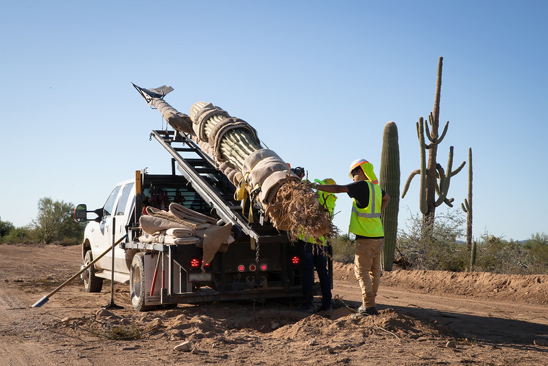 Trump border wall workers in Arizona loading saguaro cacti onto a truck