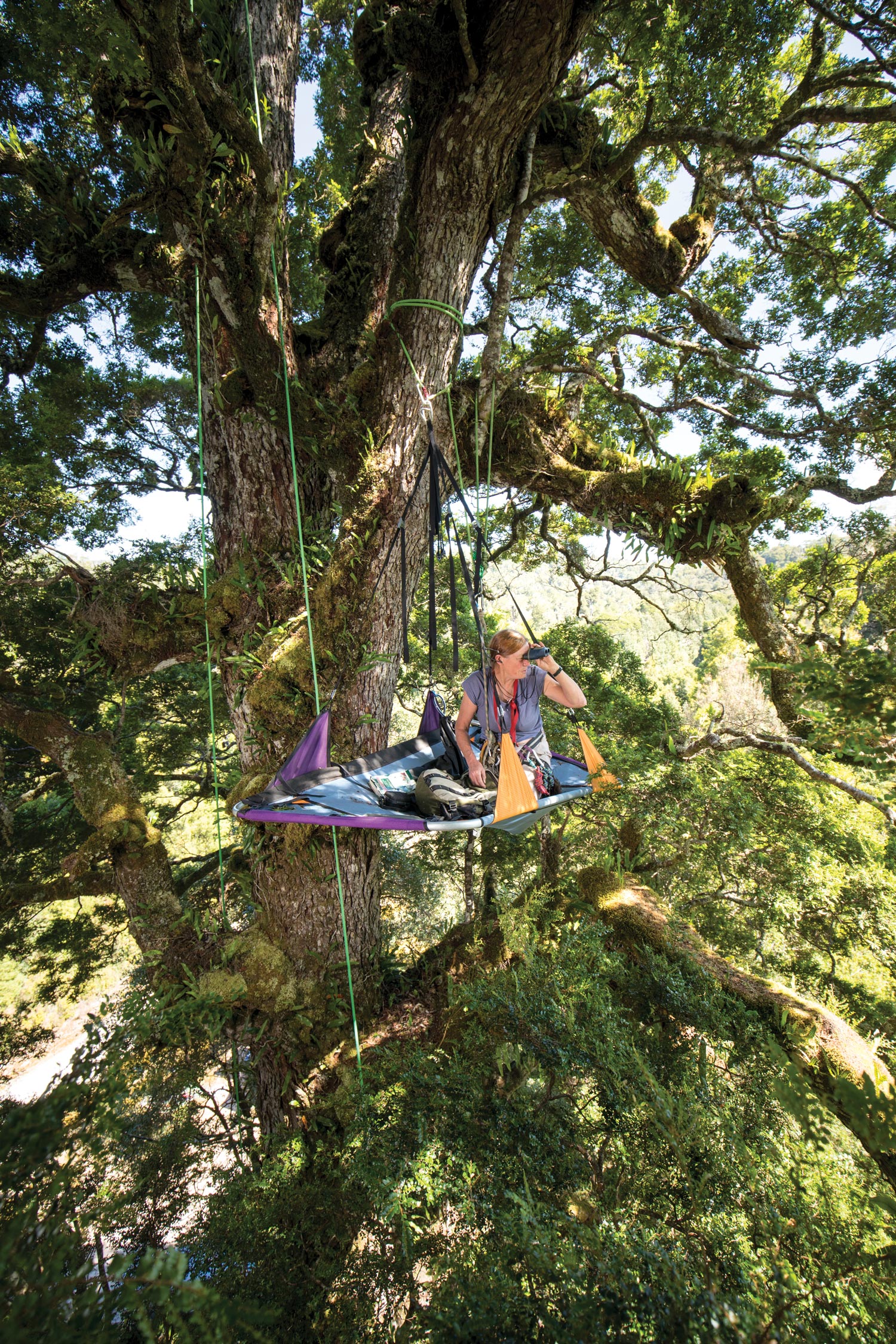 person in hammock attached to large forest tree