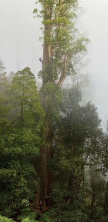 large forest tree