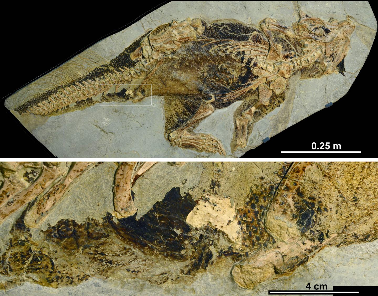 This fossilized butthole gives us a rare window into dinosaur sex