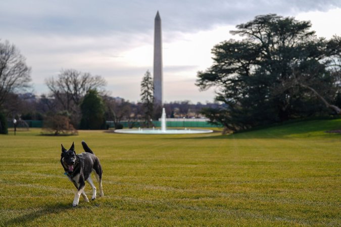 Major Biden stretches his legs on the White House lawn