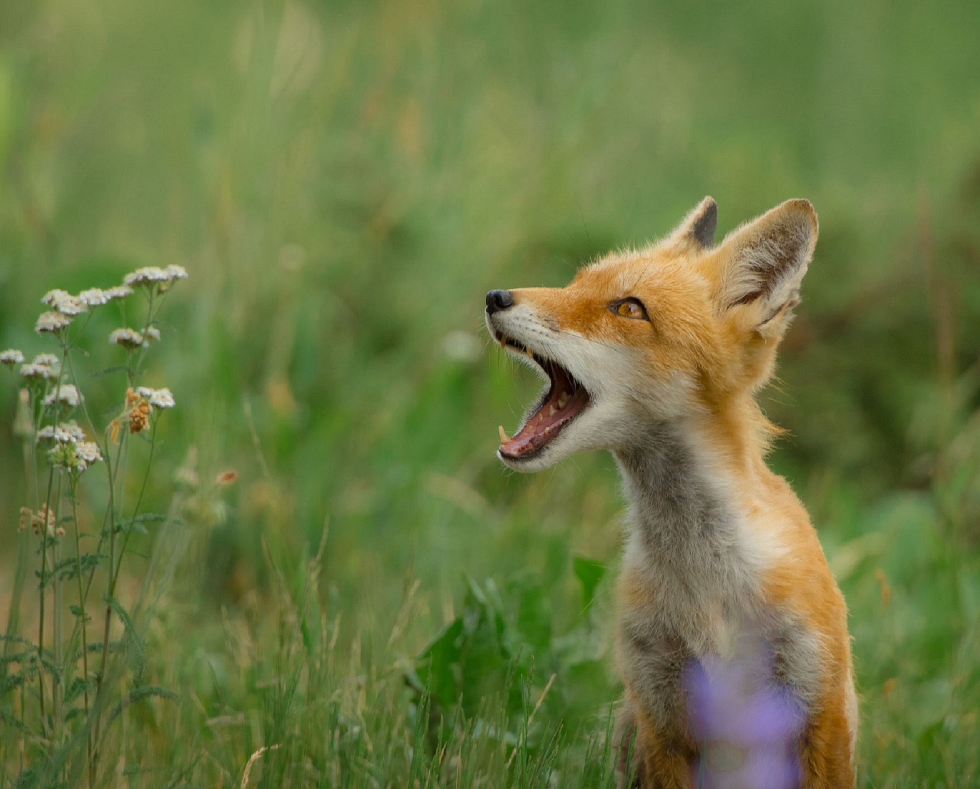 What does the red fox say?