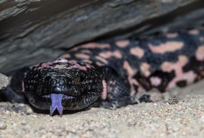 A captive Gila monster in a glass case with its purple tongue sticking out