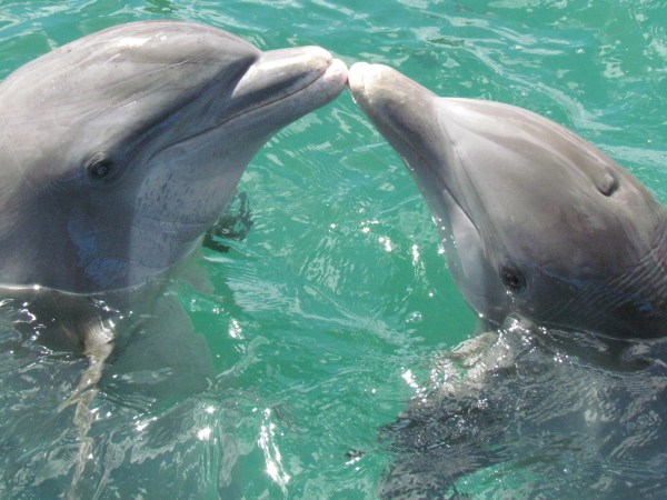 dolphins touching noses