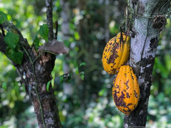 A mature cacao tree with the unripe fruits that are used to make chocolate