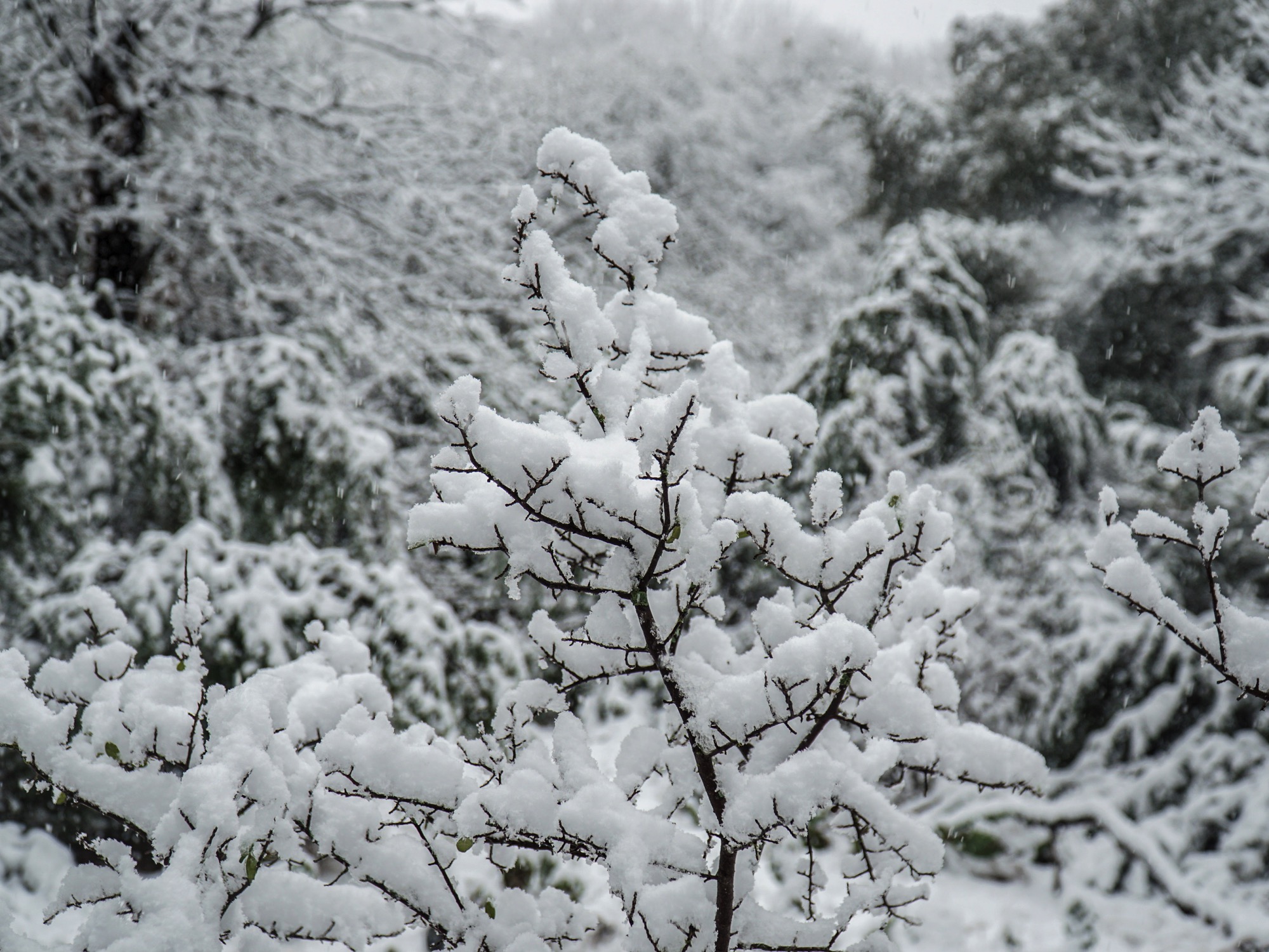 snow on tree branches in texas