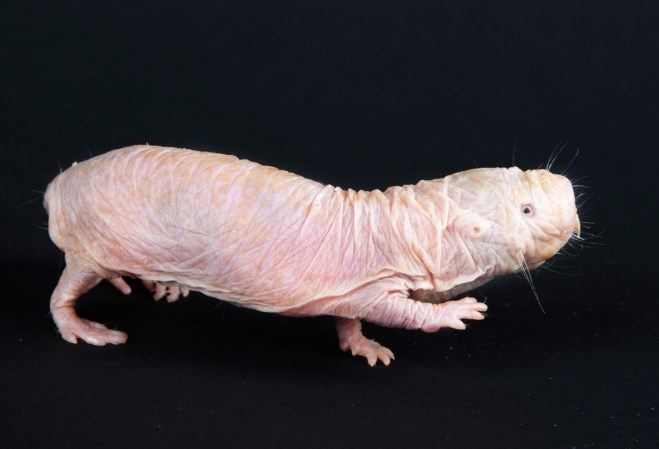 naked mole rat