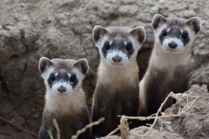 three black-footed ferrets