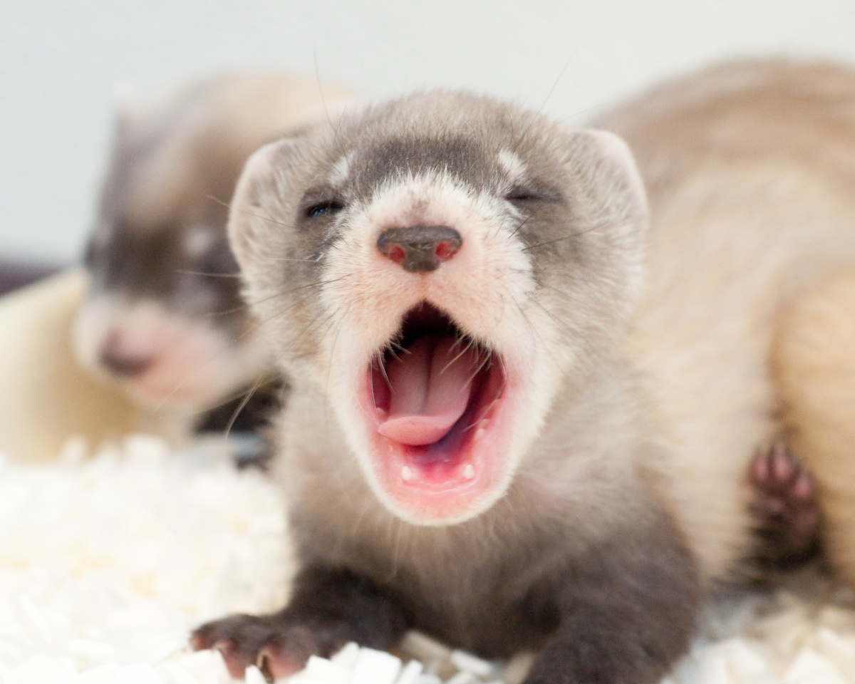 baby black-footed ferret