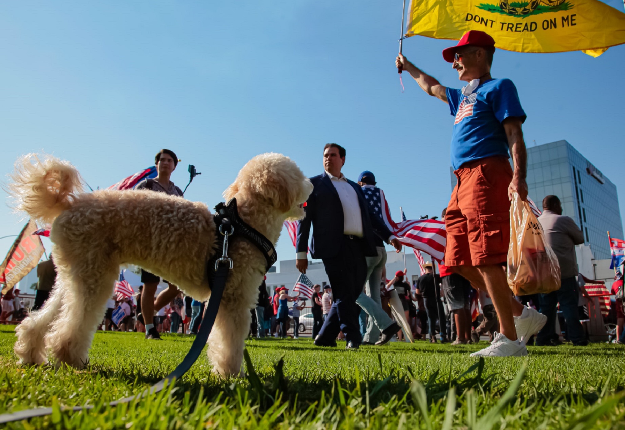 Labradoodle dog looking at a person in a blue shirt with a yellow "don't tread on me" flag