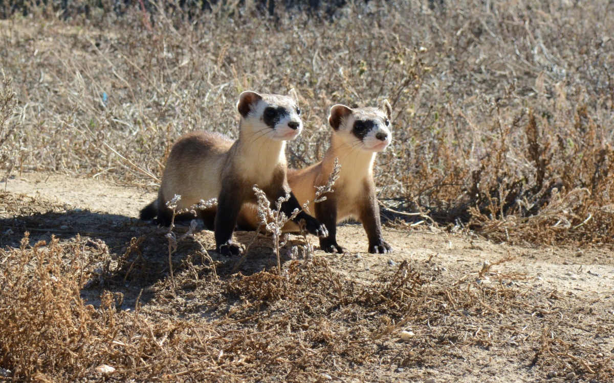 two young black-footed ferrets