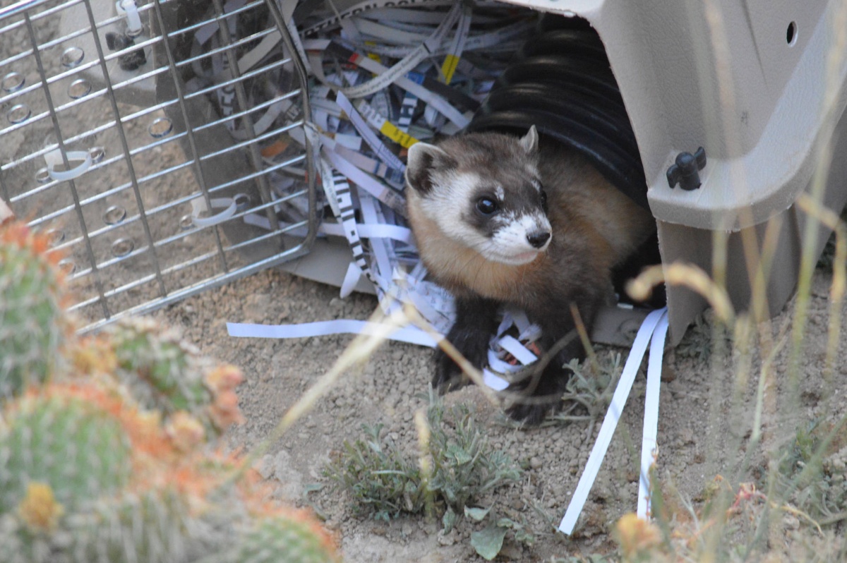 black-footed ferret being released from a cage