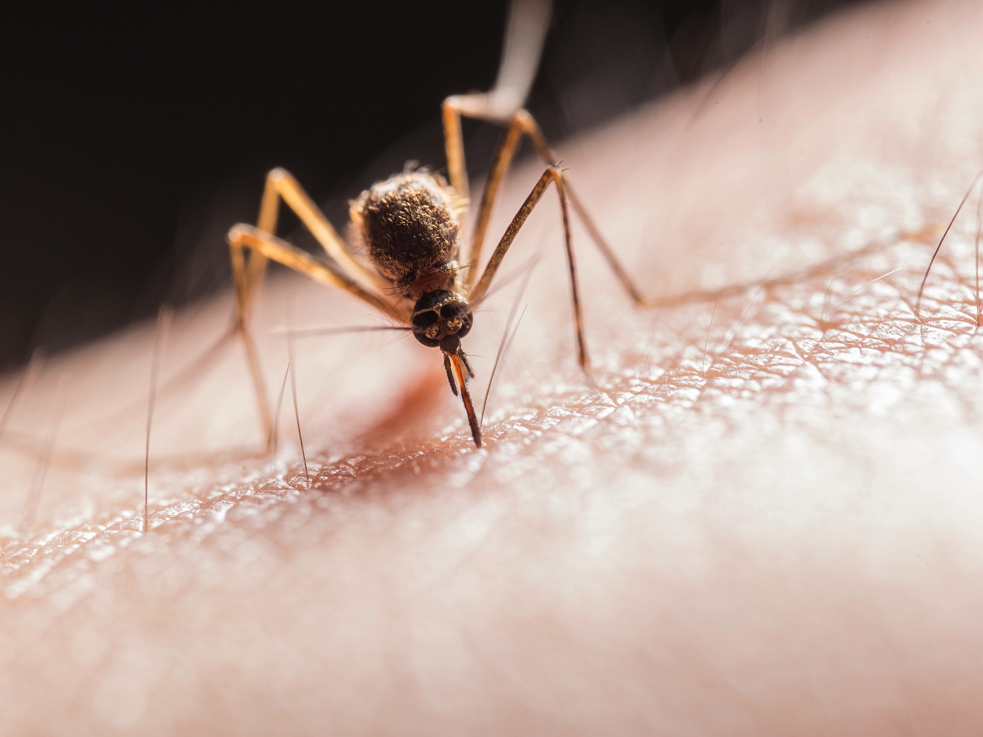 mosquito on skin