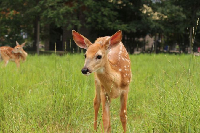 White-tailed deer fawn standing in grass