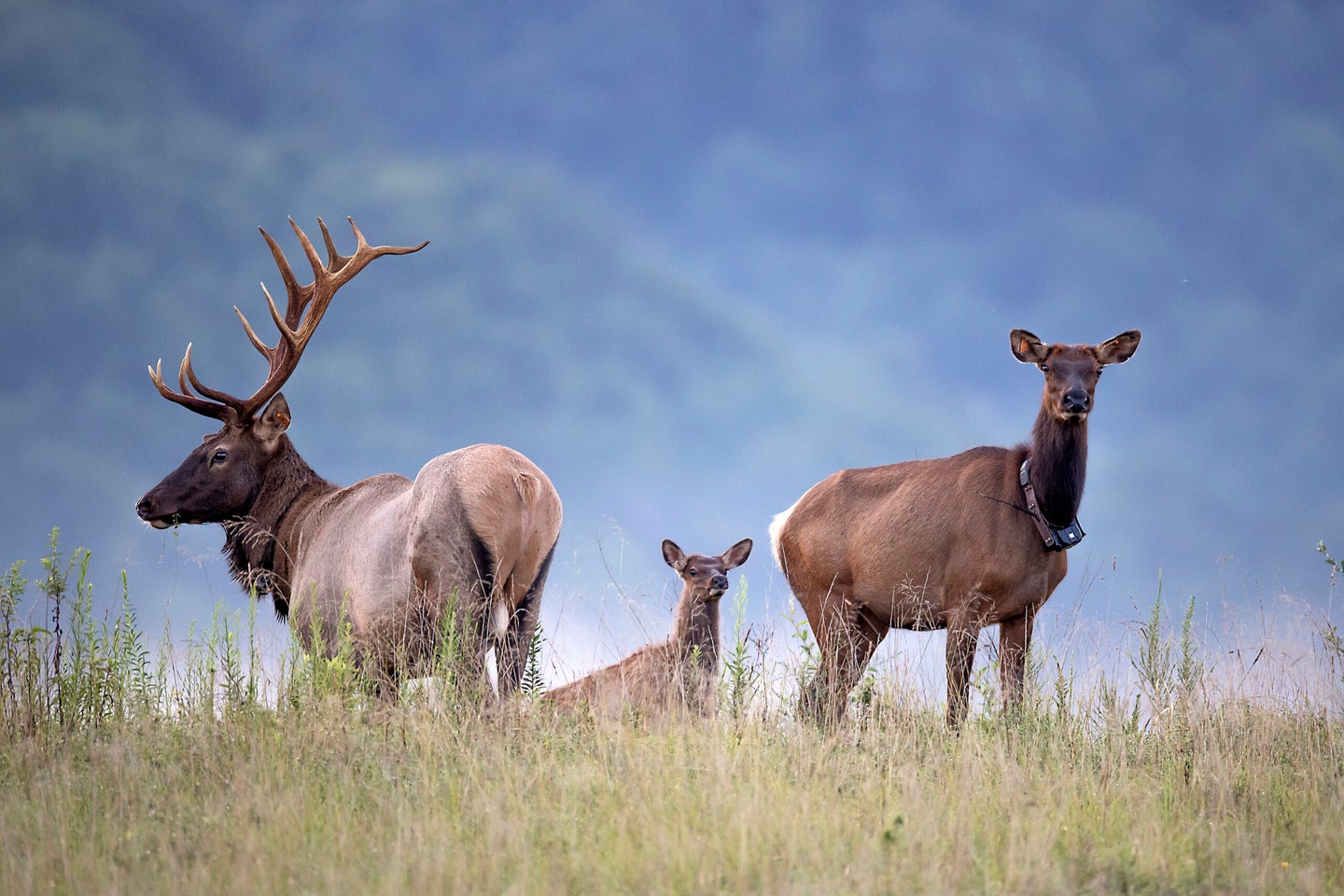 Elk bull, calf, and cow with radio tags against the West Virginia mountains